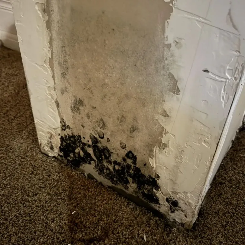 Professional Mold Removal in Dranesville, VA